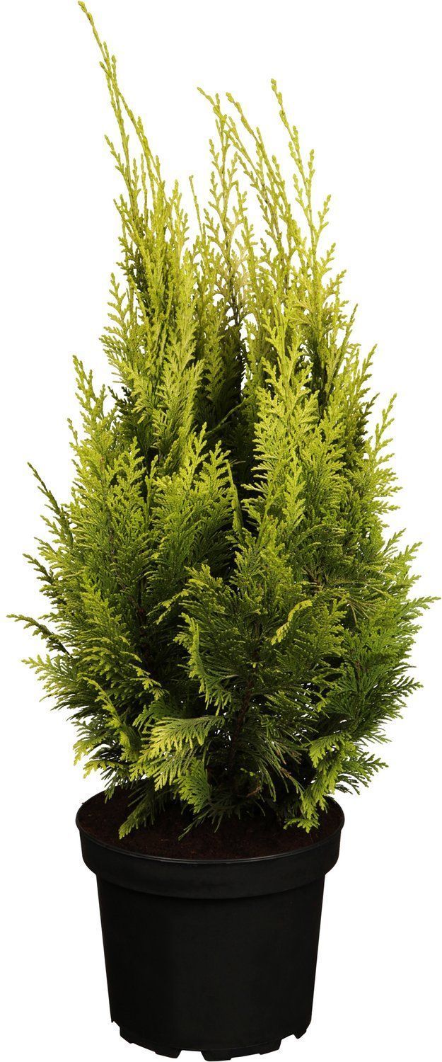 

Саженцы кипарисовик Ивонне 881475 1 шт.