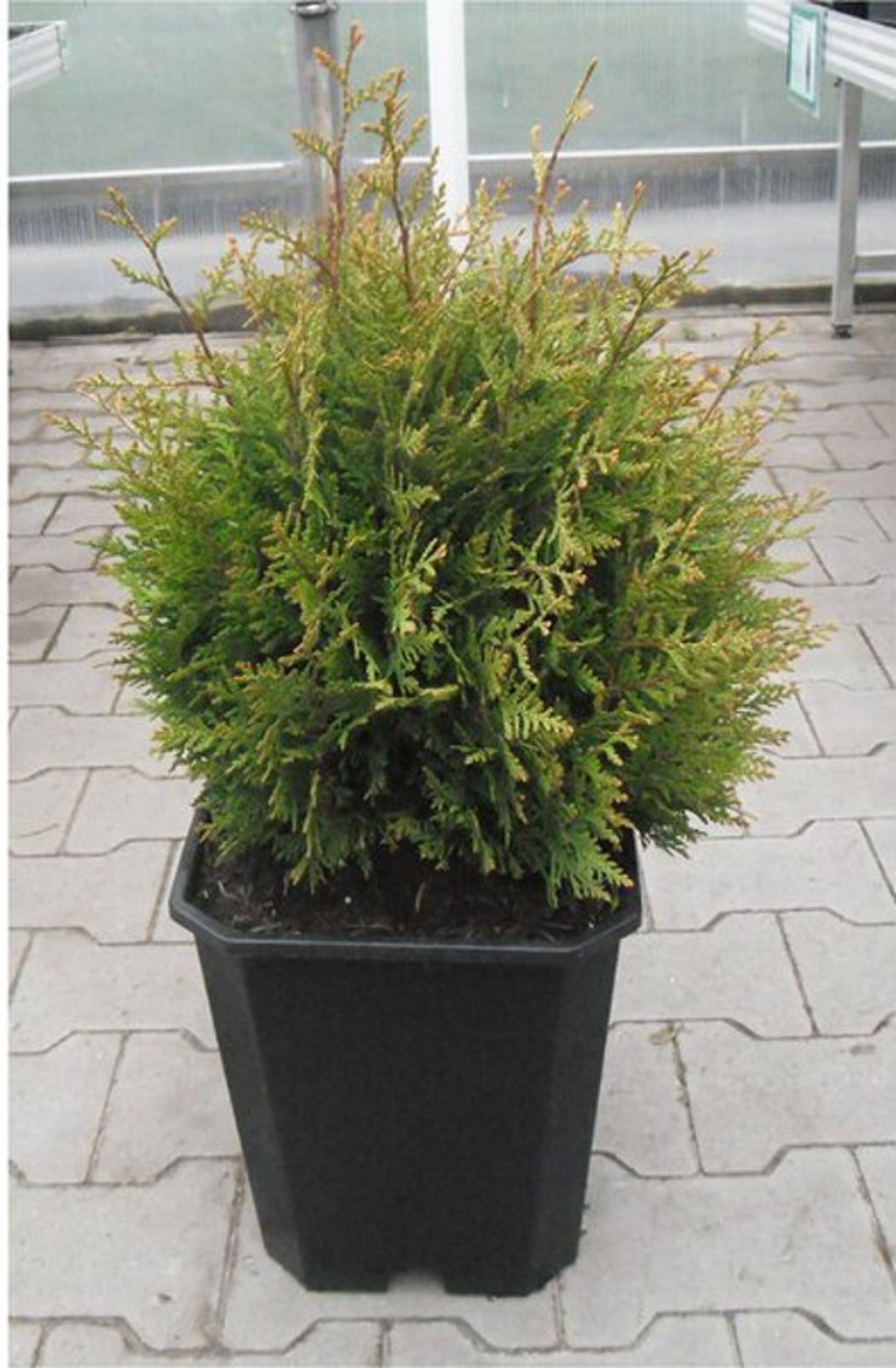 

Саженцы туя складчатая Литл Бой 884070 1 шт.