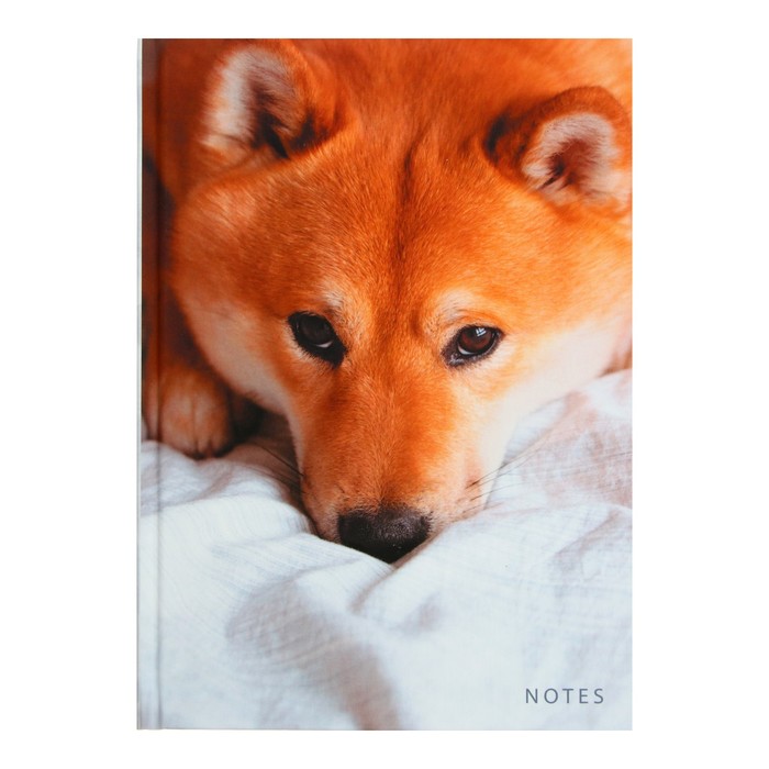 

Колледж-тетрадь А5, 100 л, тв обл, Пушистый напарник, лам Soft touch, кл/точка, 70 г/м2