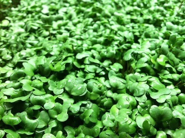фото Брокколи калабрезе семена для проращивания микрозелени, 100 г х 3 шт. кетоша.рф