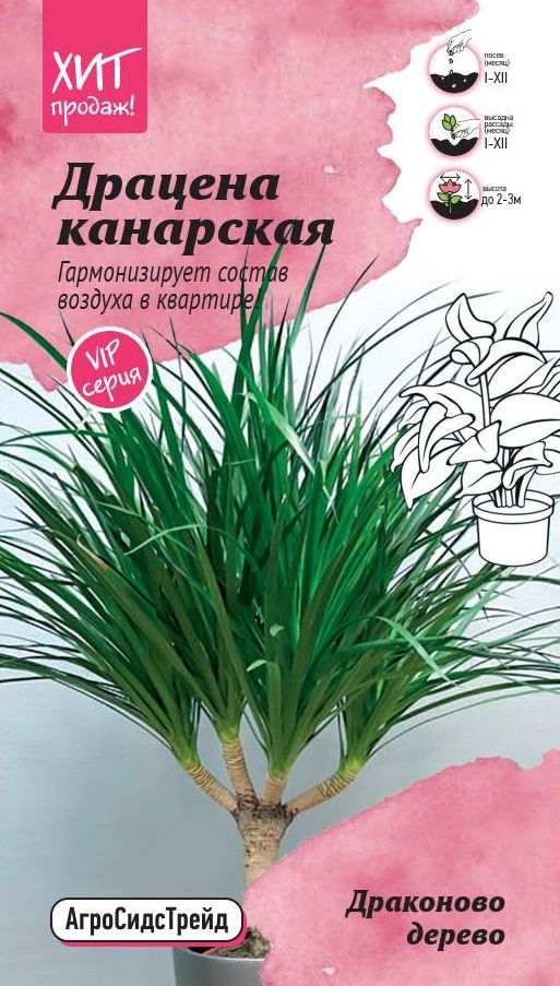 

Драцена канарская Драконово Дерево 3шт АСТ