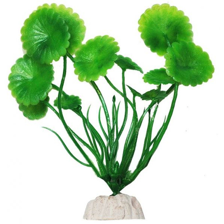 Растение аквариумное УЮТ Щитолистник зеленый