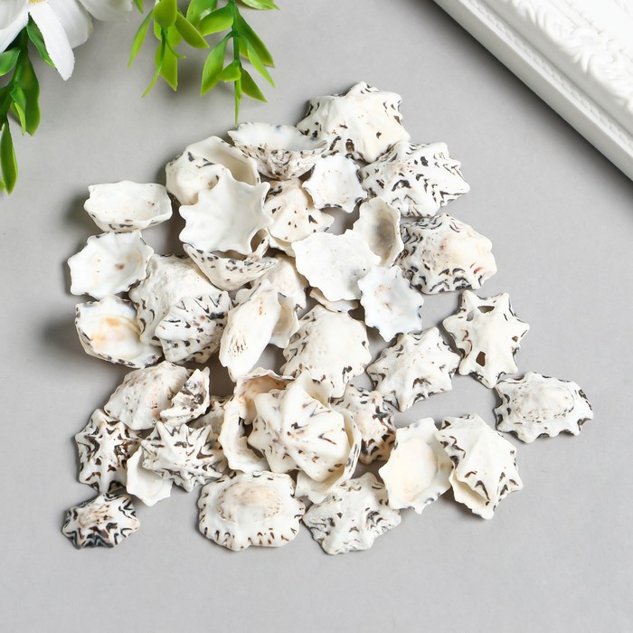 

Ракушки декоративные "Zlatka" 100 г ± 5 г, 2.5 см, Разноцветный