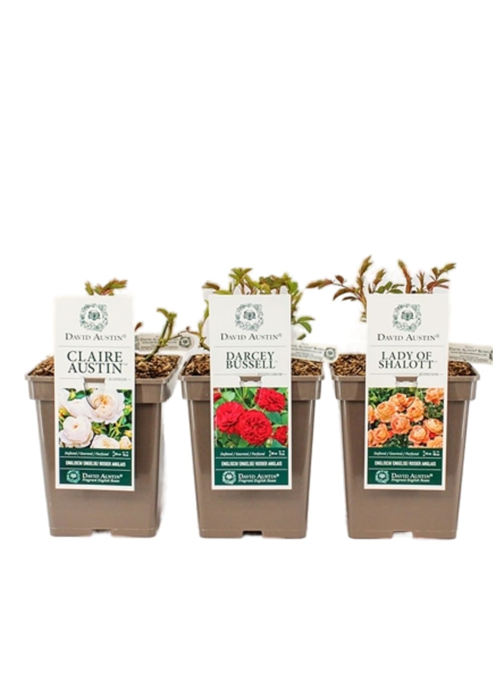 

Роза Дэвид Остин микс 4л Флора групп 928392