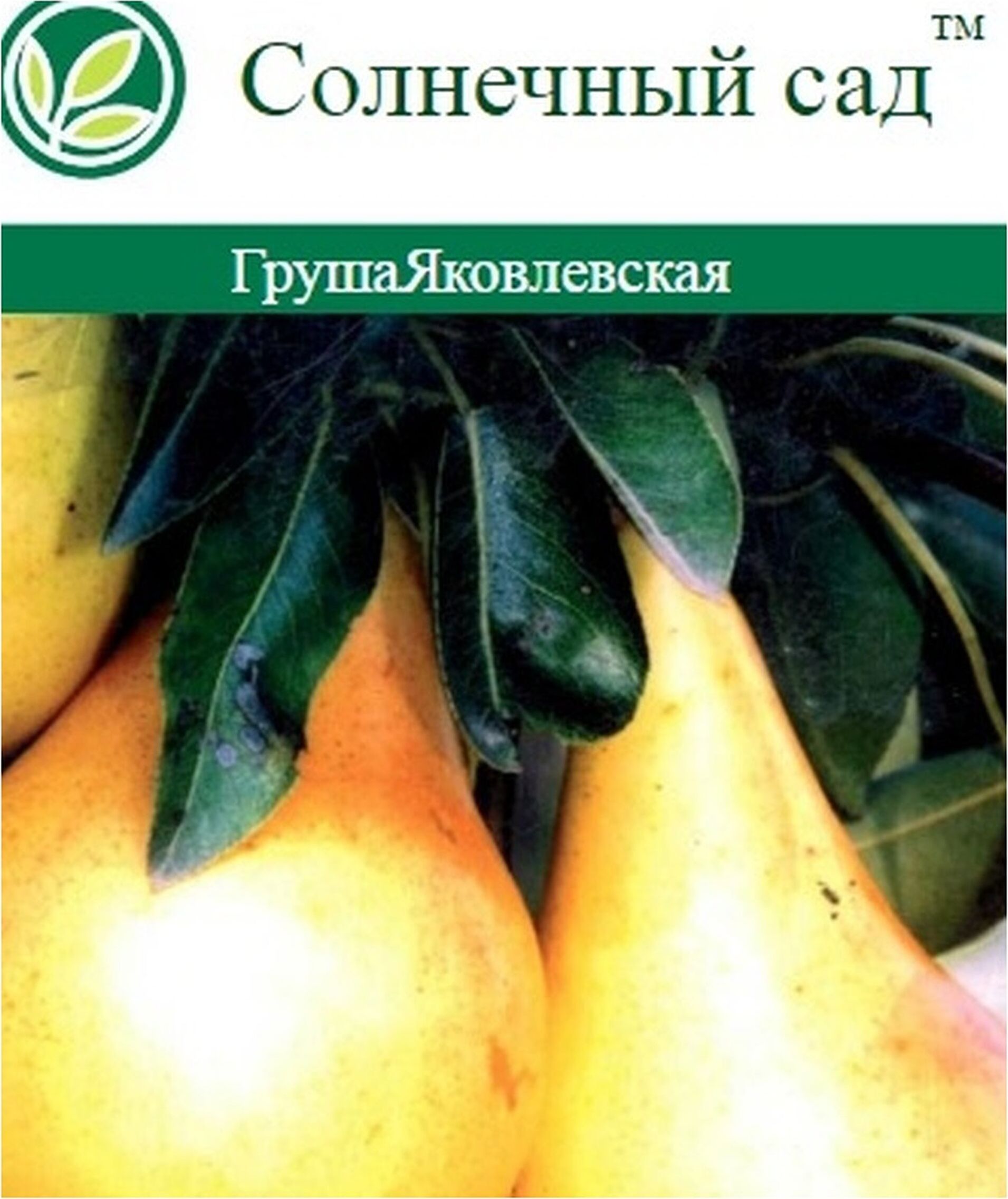 

Саженец Груша Яковлевская С7 Н160 303374