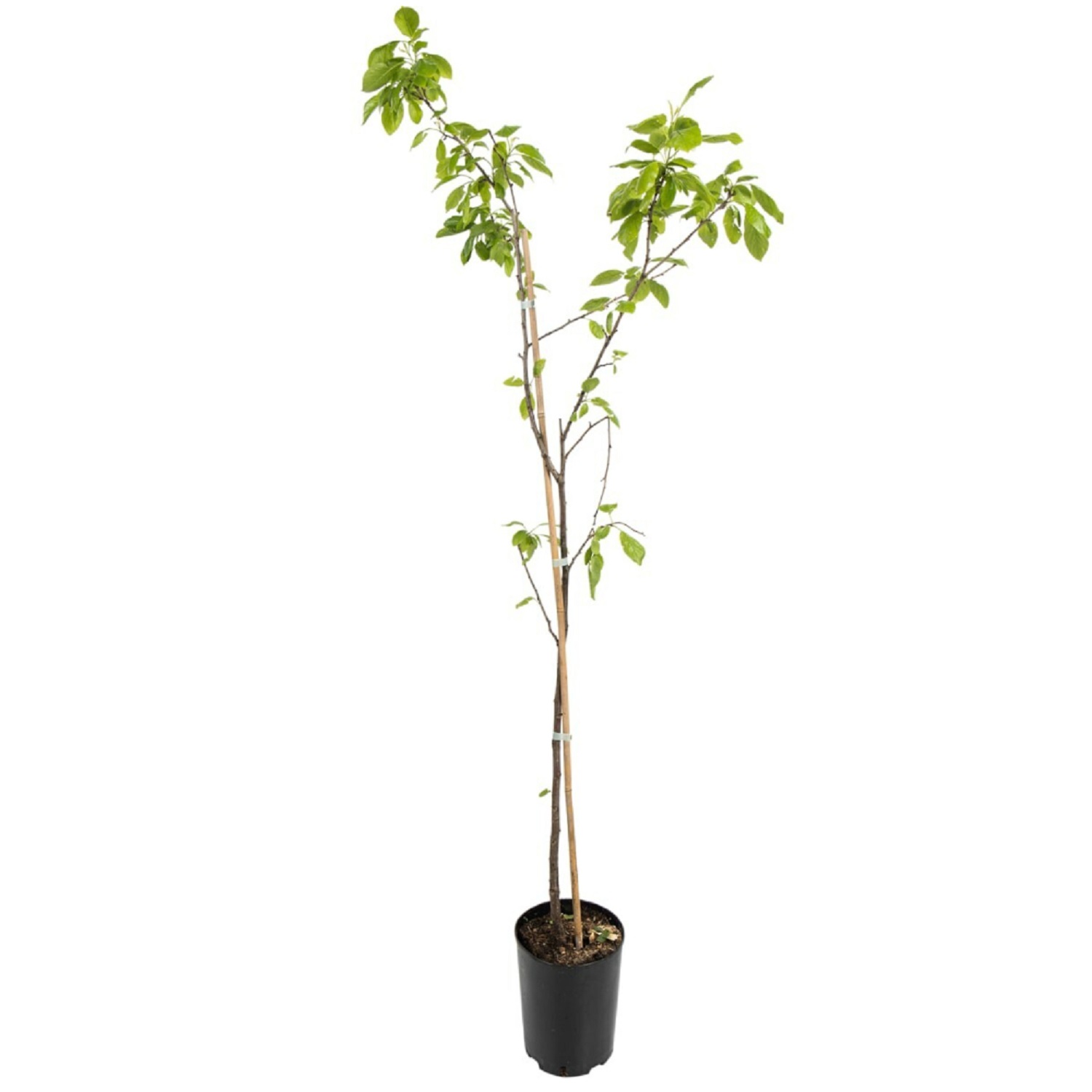 

Яблоня микс C5 Флора групп 928385