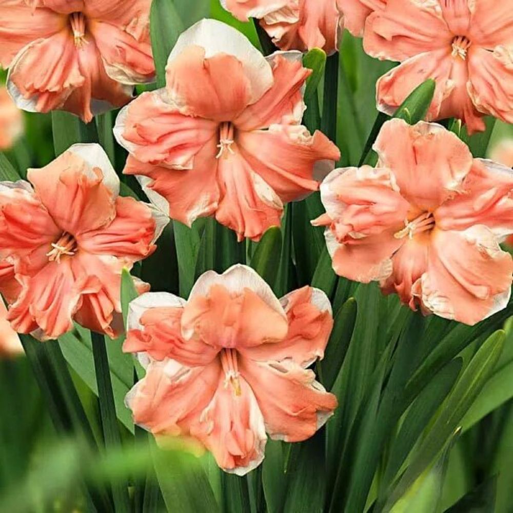 

Луковицы Нарцисс Apricot Whirl Lefeber 5 шт