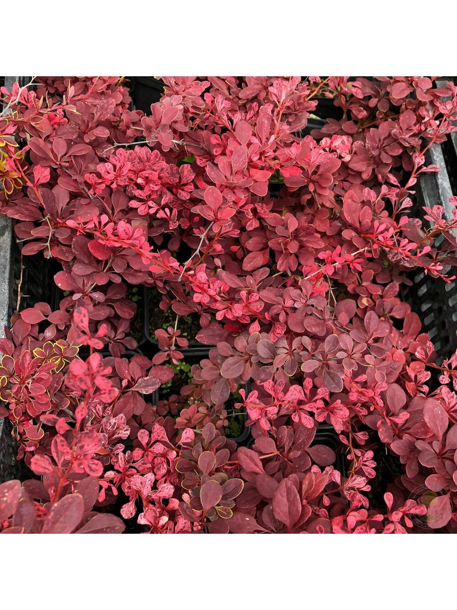 Саженец Барбарис Тунберга Арлекин Семисад24 размером 10-20 см, 1 шт