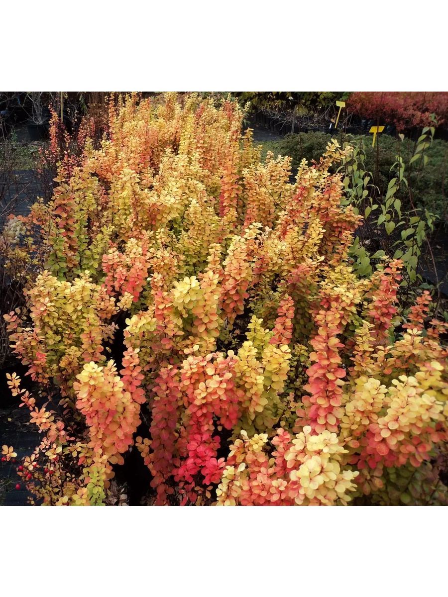 Саженец Барбарис Тунберга Диаболикум Семисад24 размером 10-20 см, 1 шт