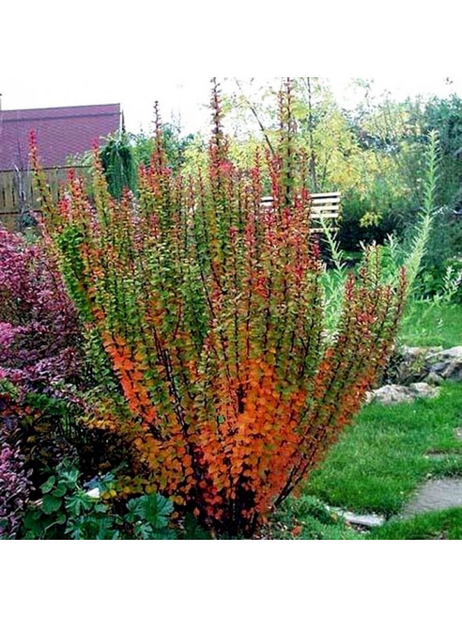 Саженец Барбарис Тунберга Эректа Семисад24 размером 10-20 см, 1 шт