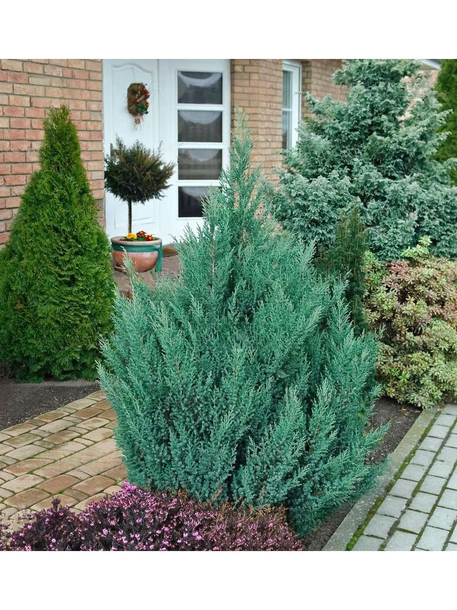 Саженец Можжевельник китайский Стрикта Семисад24 размером 10-20 см, 1 шт