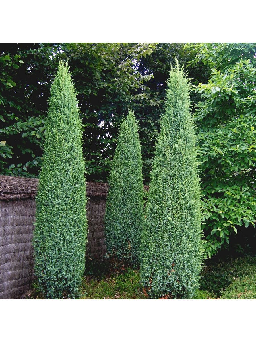Саженец Можжевельник Суецика Ауреа Семисад24 размером 10-15 см, 1 шт
