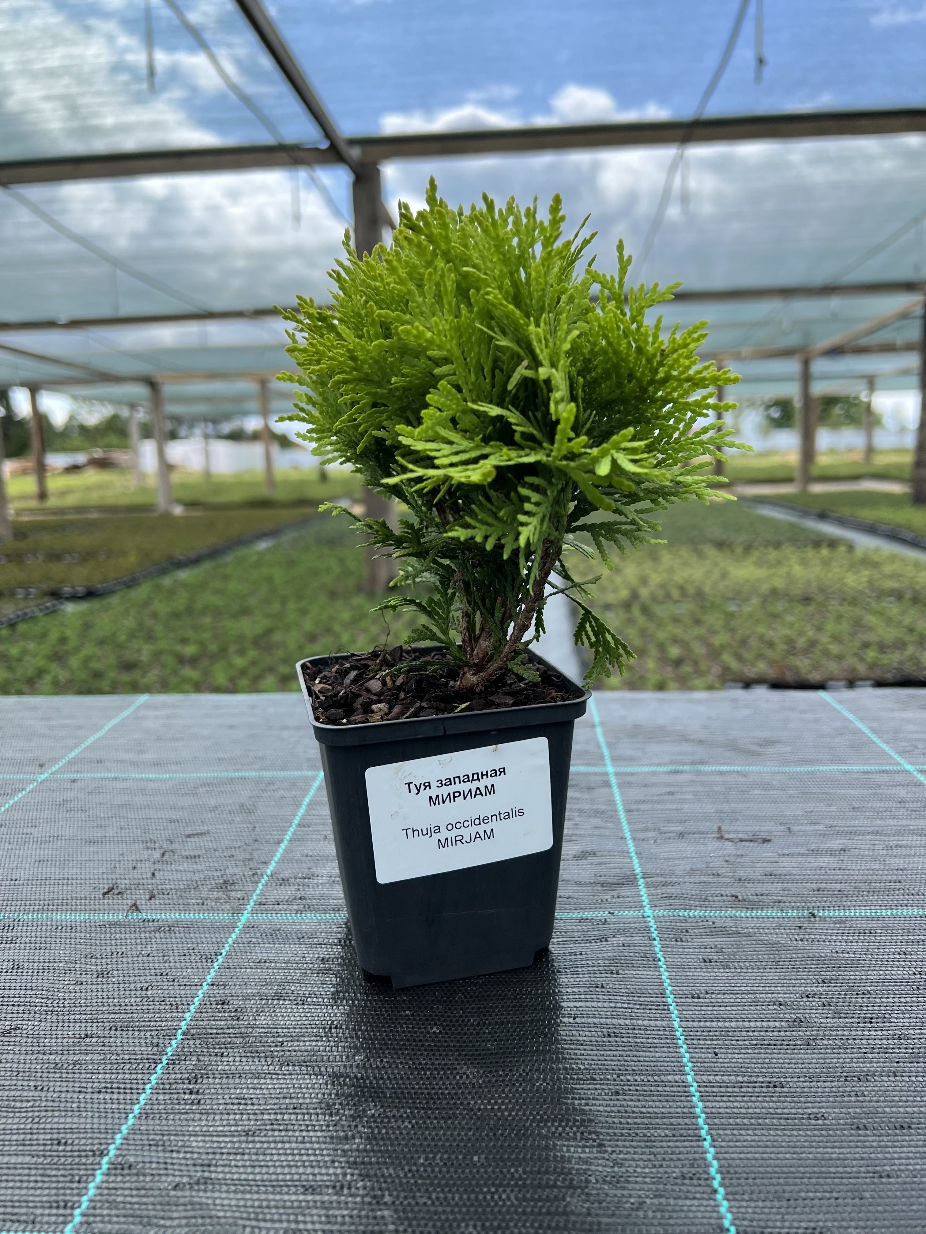 Саженец Туя западная Мириам Семисад24 размером 10-20 см, 1 шт