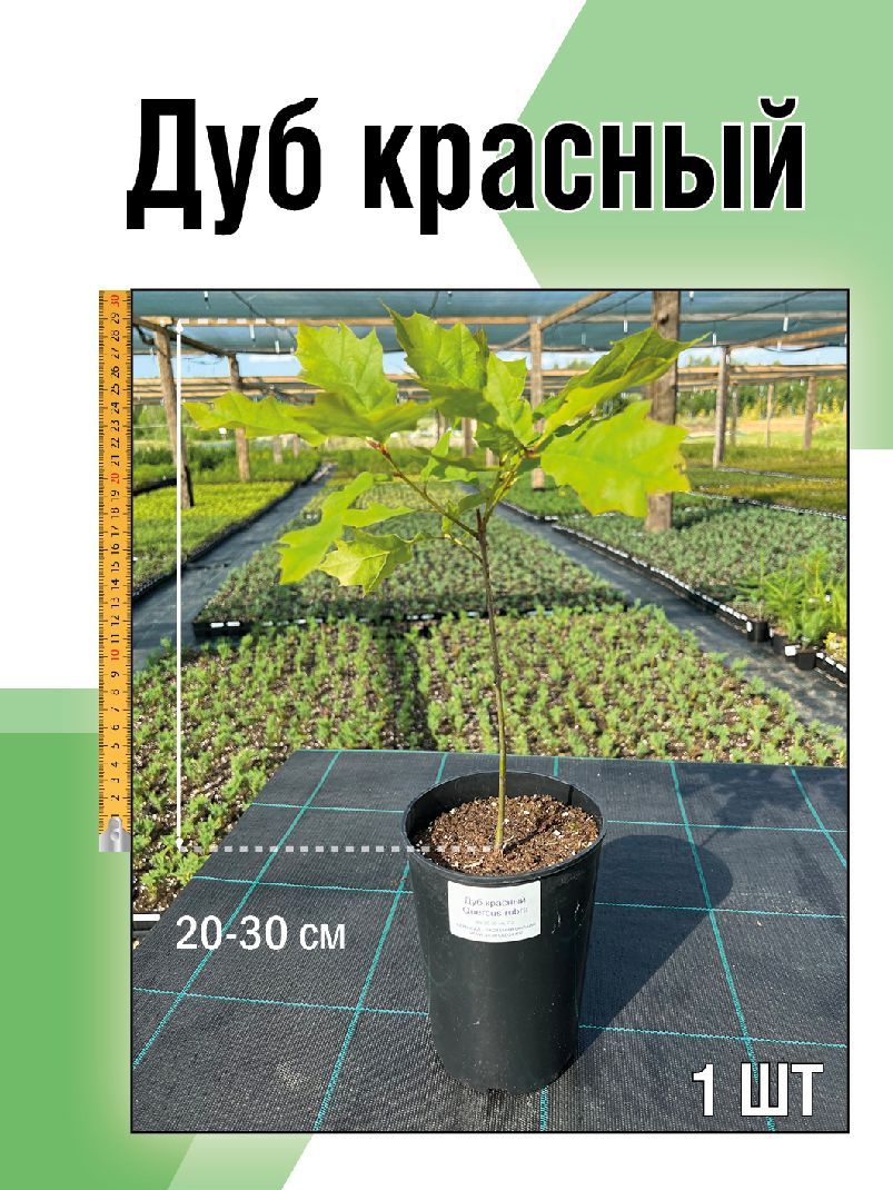 Саженец деревьев, Дуб красный Семисад24 размером 15-30 см, 1 шт