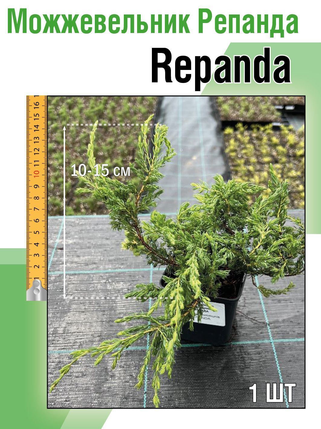 Саженец Можжевельник Репанда Семисад24 размером 20-50 см, 1 шт