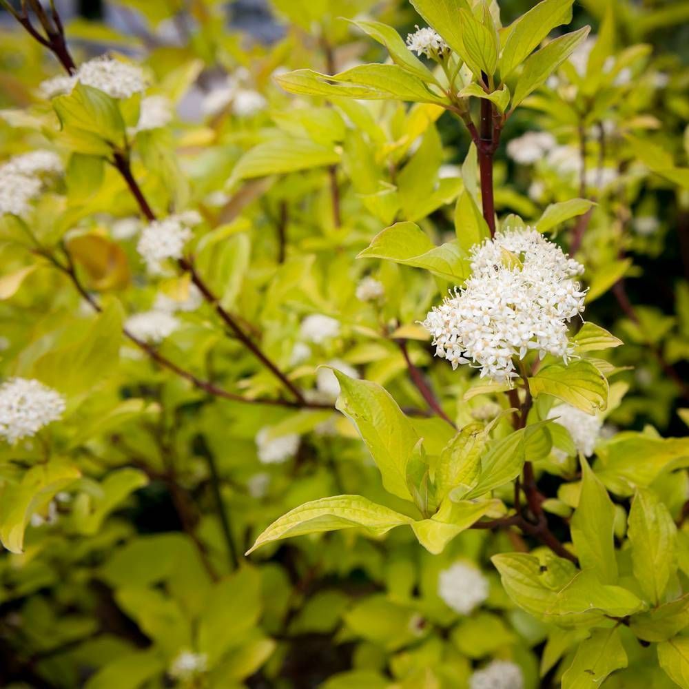 Саженец Дерен белый Ауреа Семисад24 размером 10-20 см, 1 шт
