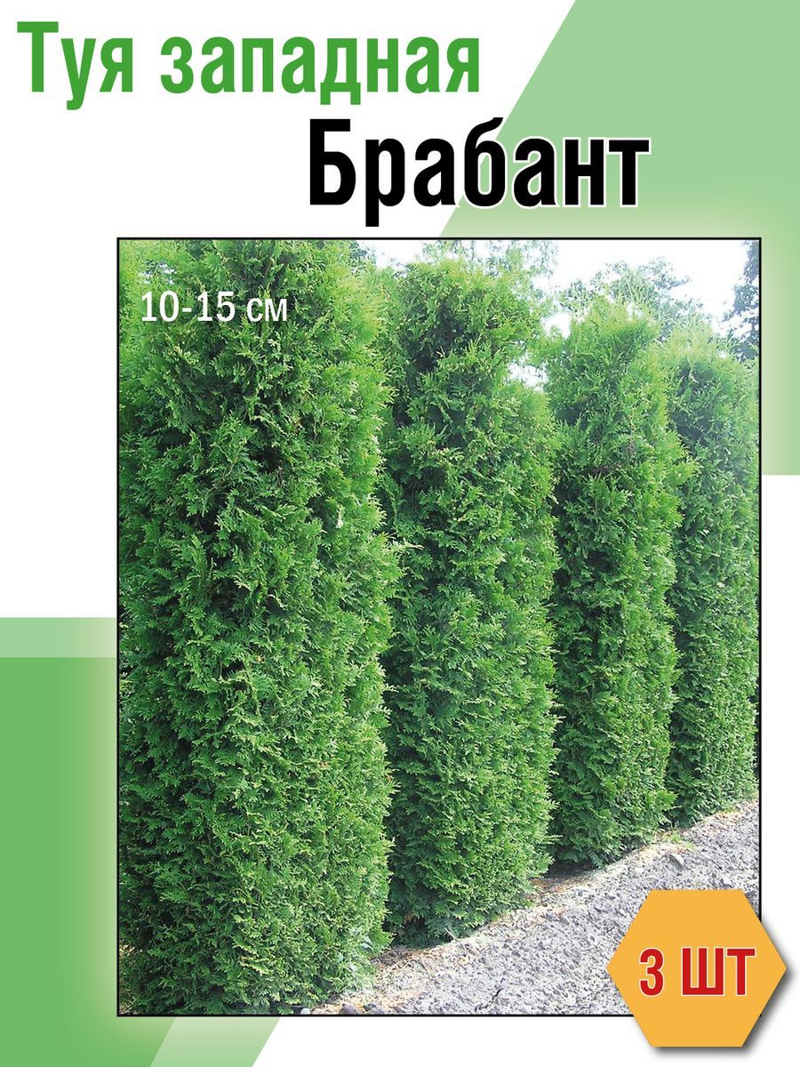 

Саженец Туя западная Брабант Семисад24 размером 10-20 см, 3 шт