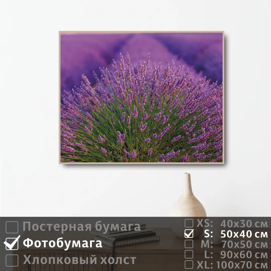 

Постер на фотобумаге ПолиЦентр Лавандовое поле во франции 50х40 см, ЛавандовоеПолеВоФранции