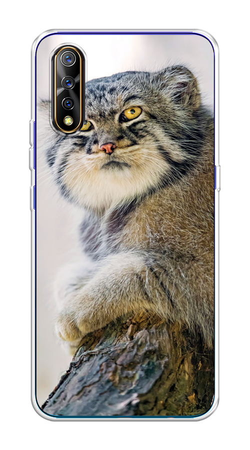 

Чехол на Vivo iQOO Neo/V17 Neo "Кот манул 1", Серый;белый;желтый, 261250-1