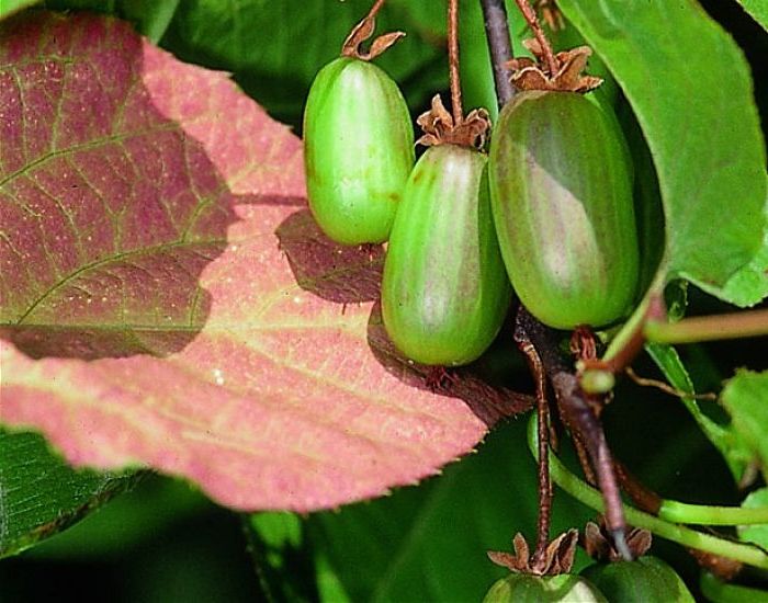 Саженцы актинидия Доктор Шимановски AGROVIDA agrovida-0122ЗКС 1 шт.