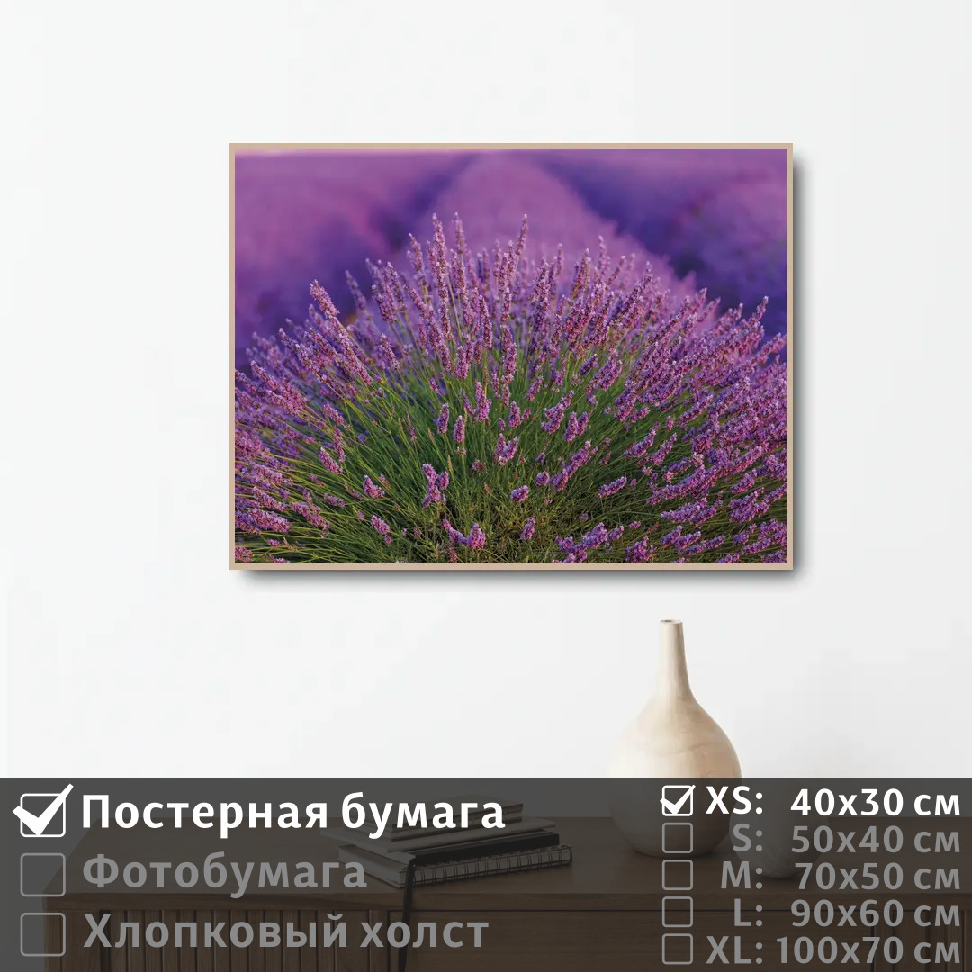

Постер на стену ПолиЦентр Лавандовое поле во франции 40х30 см, ЛавандовоеПолеВоФранции