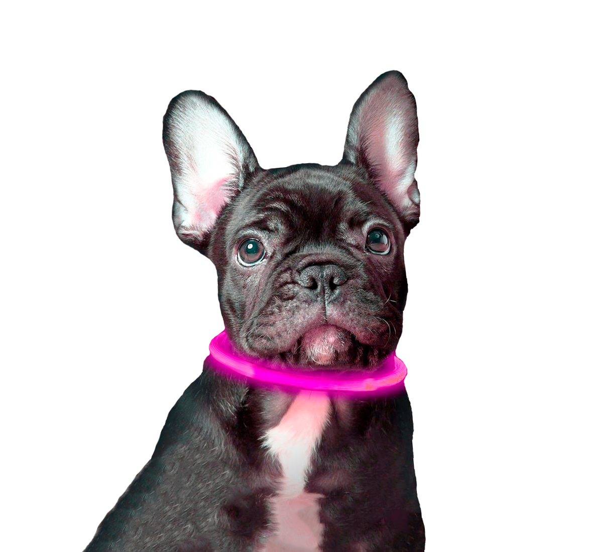 Ошейник светящийся для собак AT, универсальный, розовый USB зарядка
