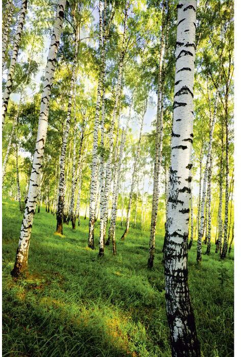 фото Фотообои симфония березовый лес 2,0х1,4 м к-117