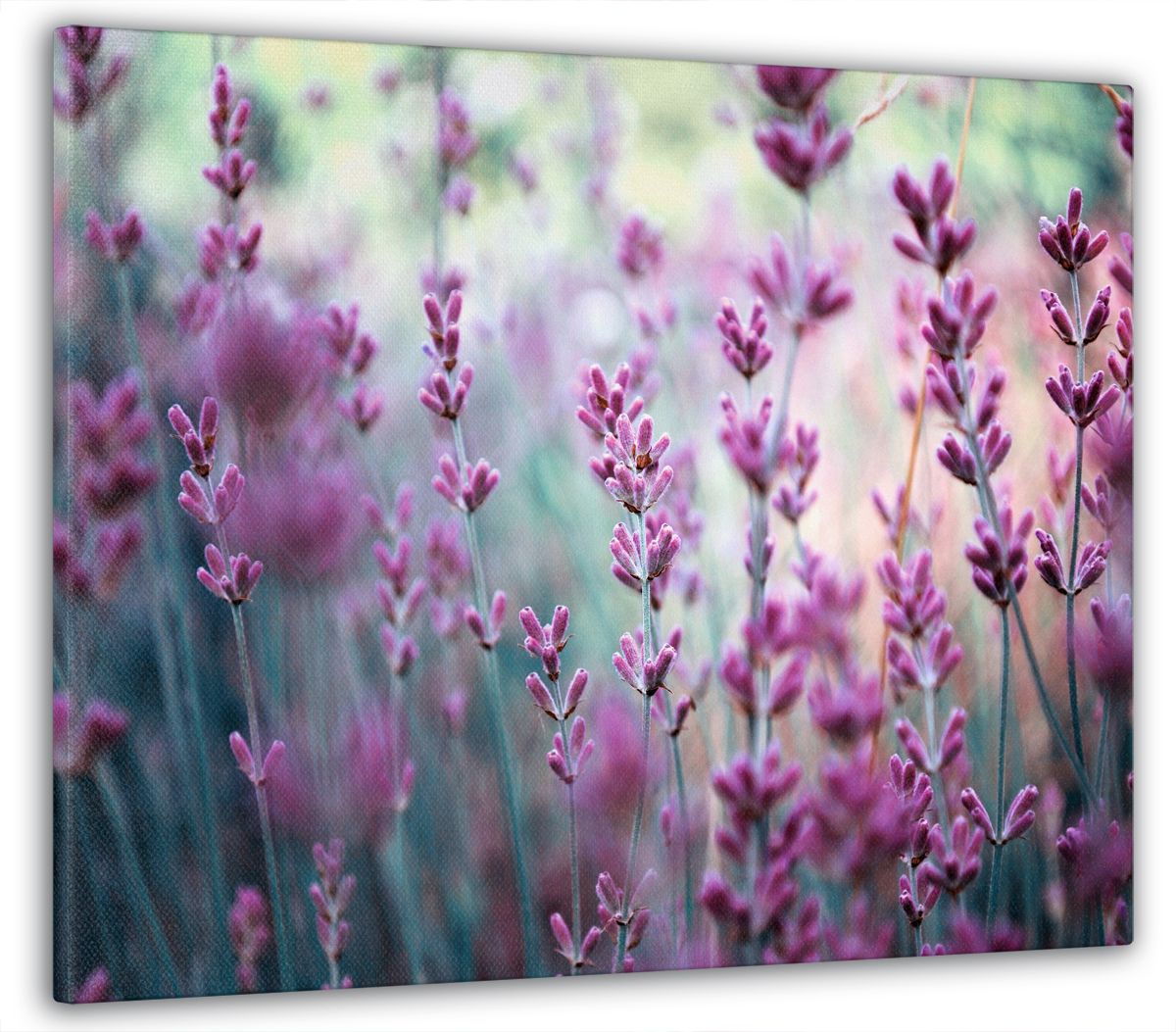 

Модульная картина Модуль В дом Розовые цветы 50х70 см MK10247_G, MK10247_G