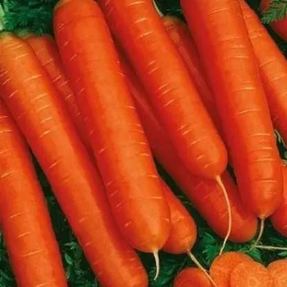 Семена Морковь «Нантская красная»