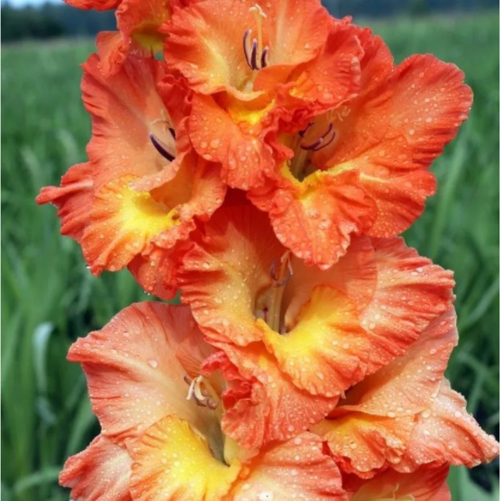 Луковицы цветов, Гладиолус, Botanica, Эрес Ту, 313, 5 шт.