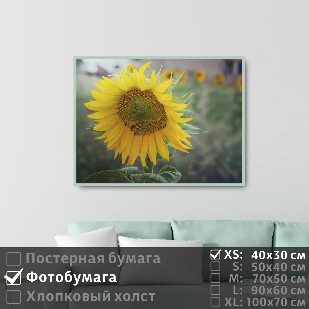 

Постер на фотобумаге ПолиЦентр Подсолнух 40х30 см, Подсолнух