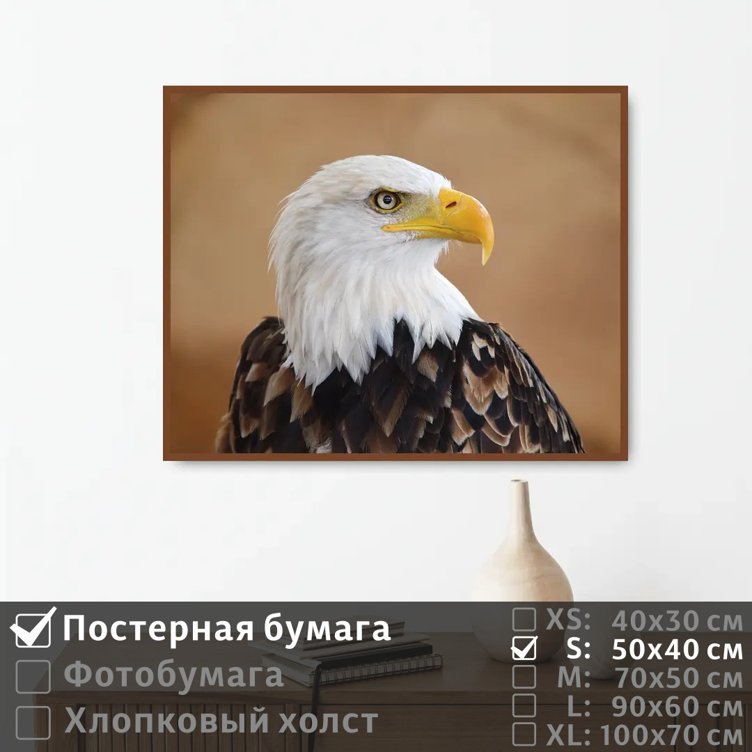 

Постер на стену ПолиЦентр Белоголовый орел 50х40 см, БелоголовыйОрел