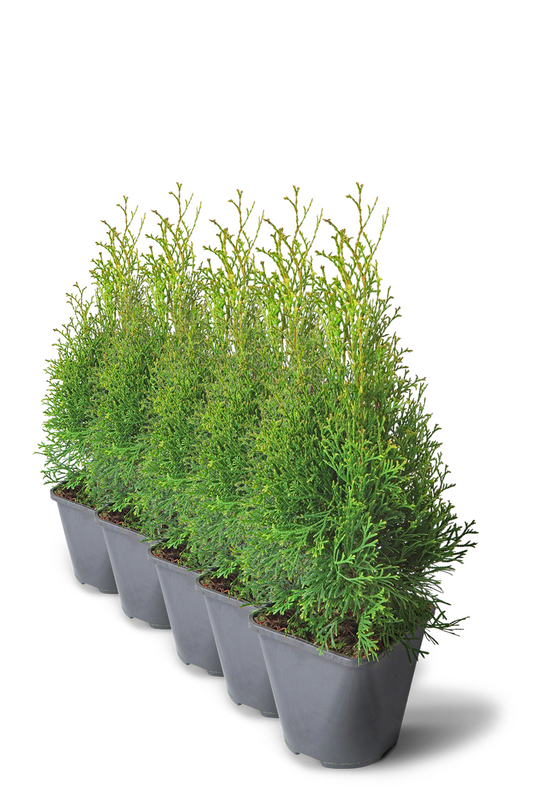 

Туя Смарагд 20-40 см в пластиковом горшке 0,9-2 л, EXTRA саженец, комплект из 5 шт, Туя