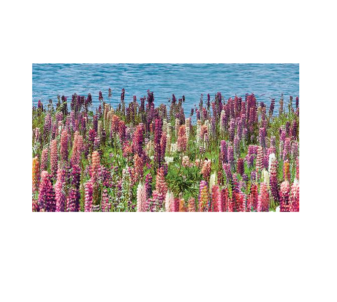 

Dec Flora Декор КВС16Flora 25х45
