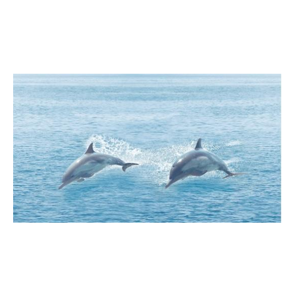 

Dec Ocean Декор КВС16Ocean 25х45
