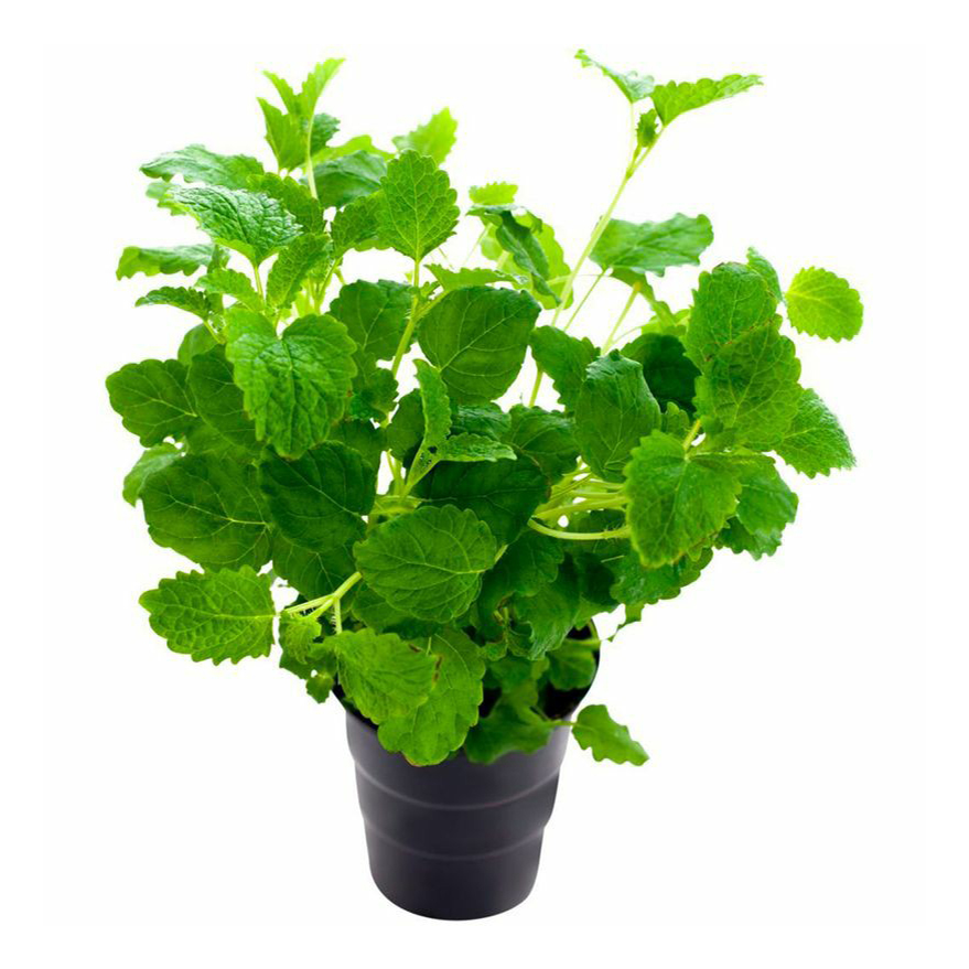 

Мелисса в горшочке