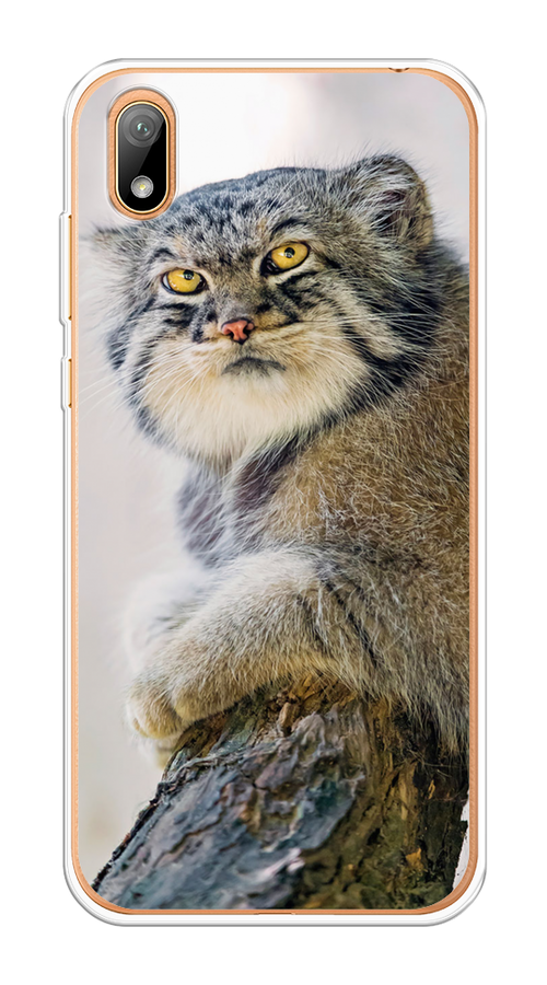 

Чехол на Huawei Y5 2019/Honor 8S/8S Prime "Кот манул 1", Серый;белый;желтый, 69050-1