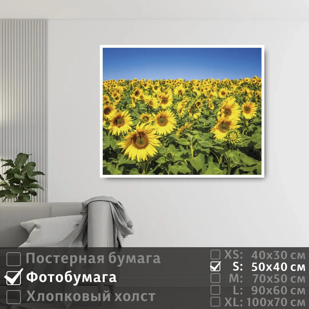 

Постер на фотобумаге ПолиЦентр Подсолнечное поле 50х40 см, ПодсолнечноеПоле