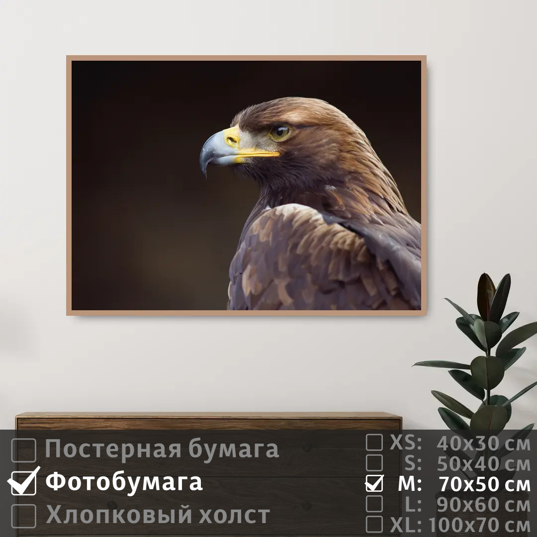

Постер на фотобумаге ПолиЦентр Орел смотрит вдаль 70х50 см, ОрелСмотритВдаль