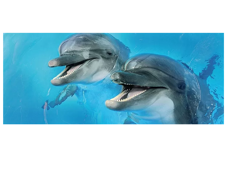 

Porto Dolphins 2 centro Декор 25x60