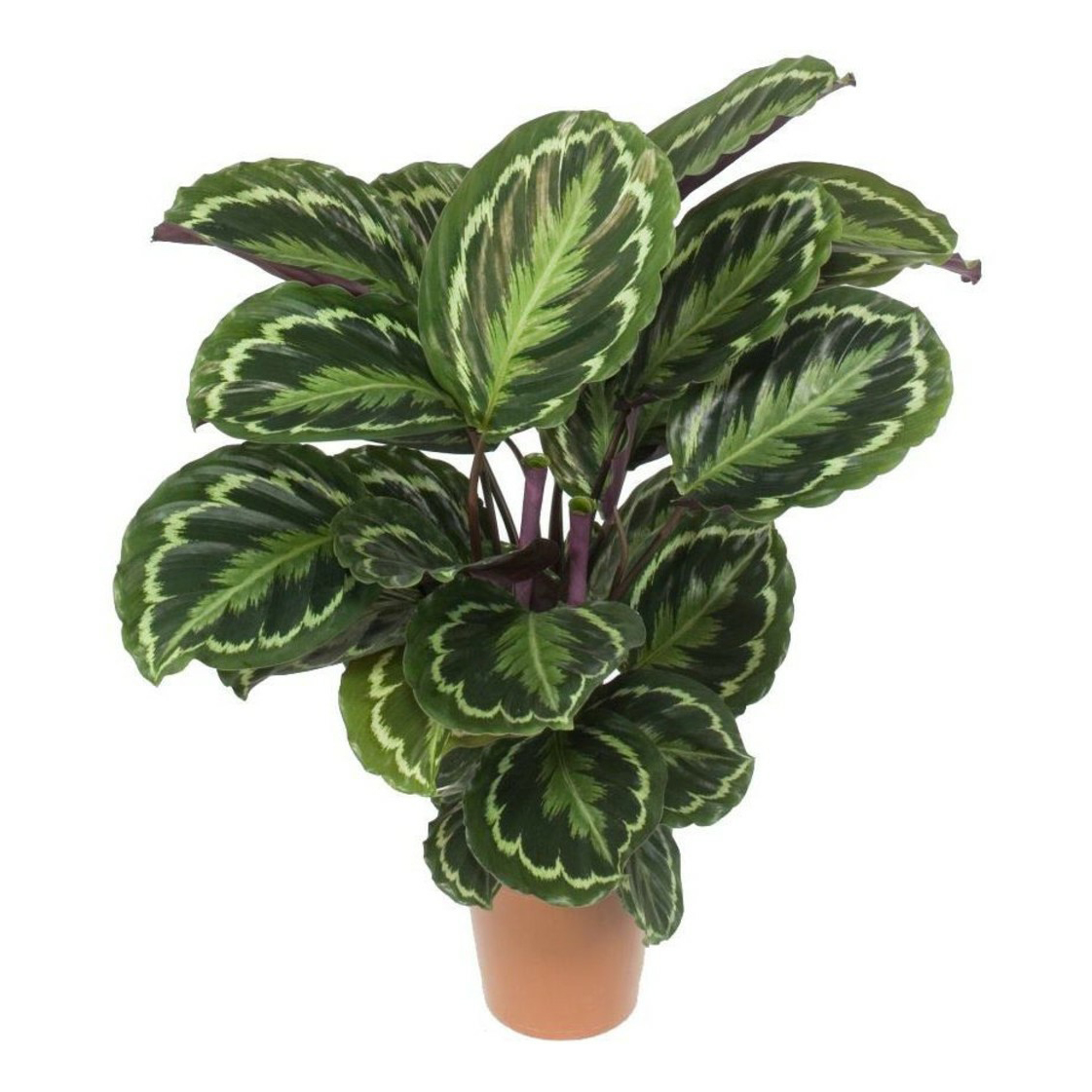 

Калатея Orangery Calathea Roseo-pic Angela h 30 см d 12 см