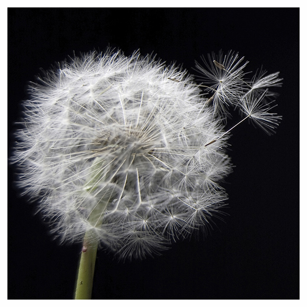 

Taraxacum 1 Декор 10х10