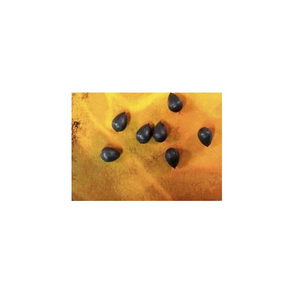 

Бусина для крючка утяжеленная PB Products DT Shot-On the Hook Beads - 0,2g/15шт.