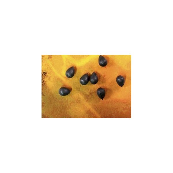 

Бусина для крючка утяжеленная PB Products DT Shot-On the Hook Beads - 0,3g/11шт.