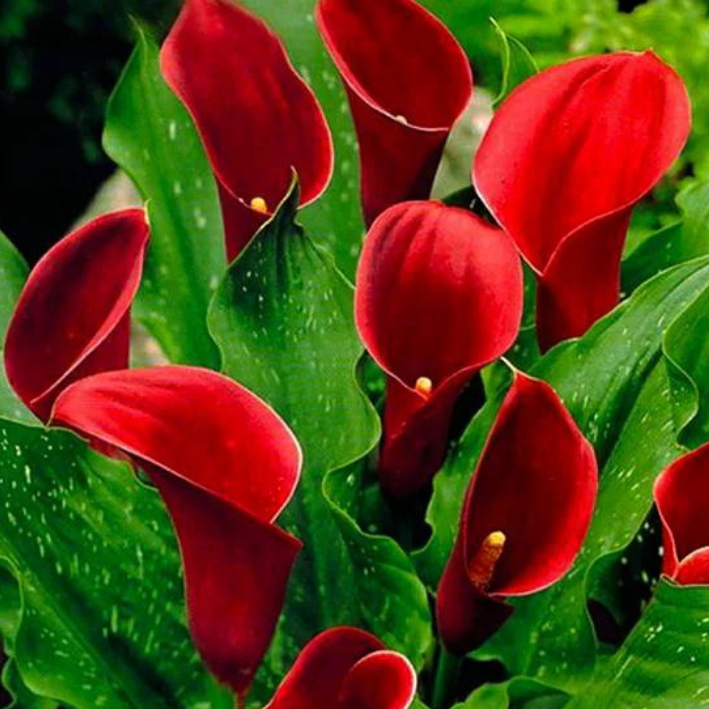 Корень цветов, Калла, Botanica, Вермонт, 330, 1 шт.