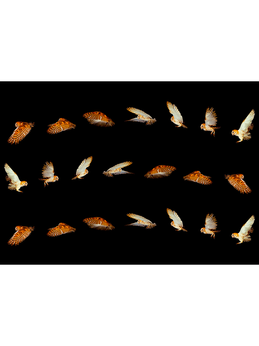 

Постер DRABS А2 Сова сипуха в полете стоп-кадр motion sequence