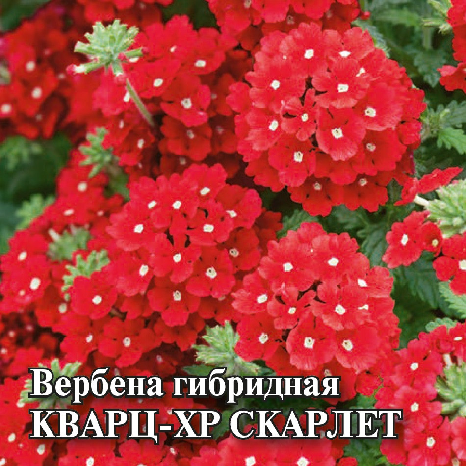 

Семена вербена Кварц XP Скарлет Гавриш 1071857127-1 1 уп.
