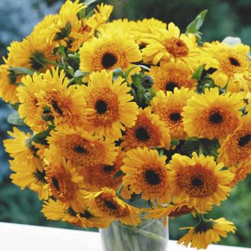 

Календула Каблуна РО, Каблуна РО