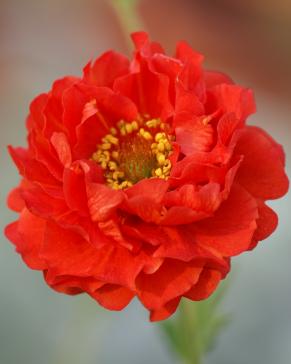 Семена гравилат Русский огород Огненные шары 90032 1 уп 340₽