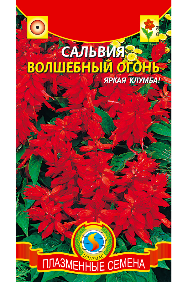 

Сальвия Волшебный огонь, Волшебный огонь
